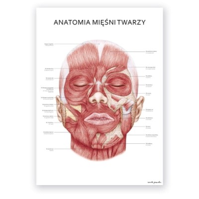 Anatomical poster - Facial muscles 1piece.