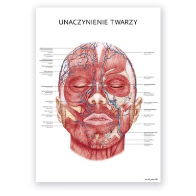 Anatomic poster - Facial vascularity 1piece.